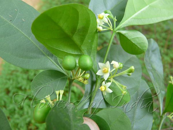 Twoleaf Nightshade